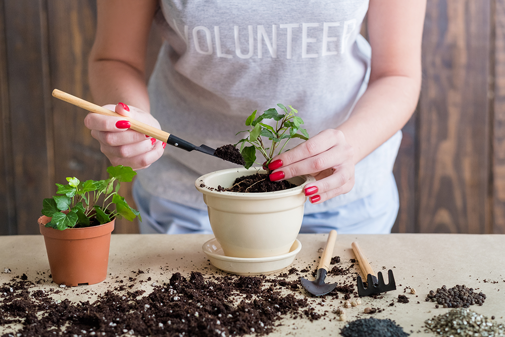 Starting a Garden from Scratch: Step-by-Step Guide for Beginners - Home ...